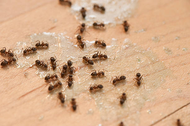 Best Pest Control Near Me  in Boronda, CA